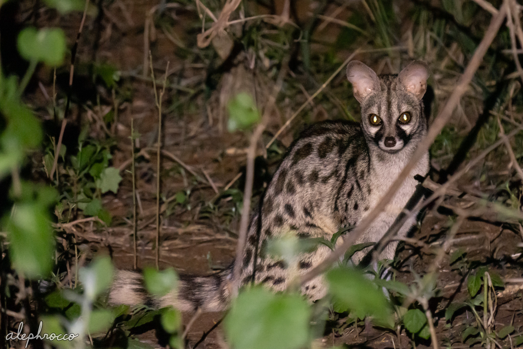 Small-spotted Genet – ALEPHROCCO